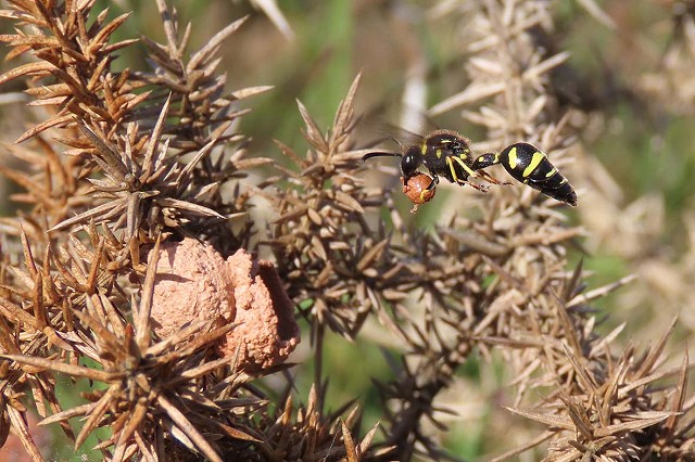 Lr Eumenes coarctatus with clay ball Bovey Heath 6September2021xxd