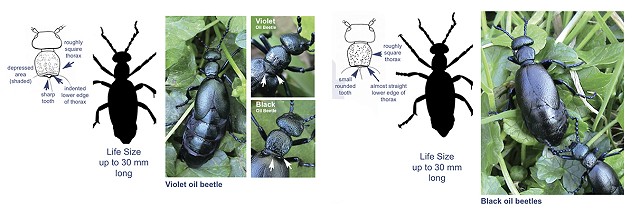 A BLACK VIOLET Violet Oil Beetle Buglife Oil Beetle Guide2