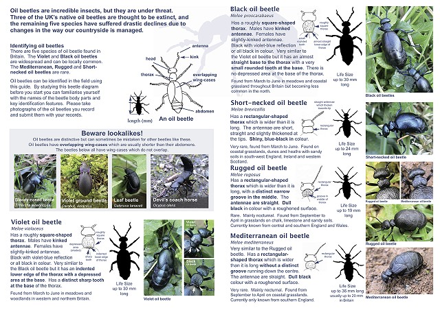 A Buglife Oil Beetle Guide2