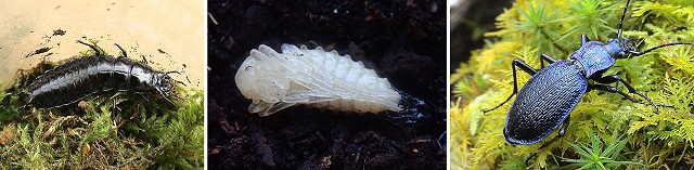 BCarabus intricatus larva John Walters