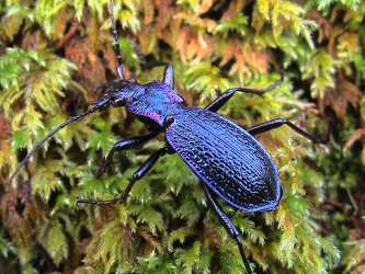 a photo of a blue ground beetle