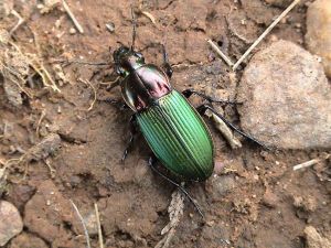 a photo of a kugelann's ground beetle