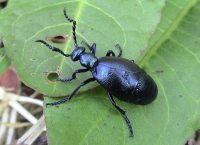 a photo of a violet oil beetle