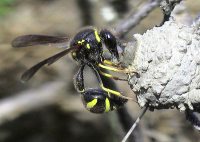 a photo of a heath potter wasp